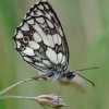 Marbled white - Melanargia galathea | Fotografijos autorius : Deividas Makavičius | © Macronature.eu | Macro photography web site