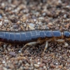 Maritime Earwig - Anisolabis maritima ♀ | Fotografijos autorius : Žilvinas Pūtys | © Macronature.eu | Macro photography web site