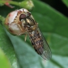Marmalade hoverfly - Episyrphus balteatus | Fotografijos autorius : Gintautas Steiblys | © Macronature.eu | Macro photography web site