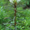 Marsh Labrador tea - Rhododendron tomentosum | Fotografijos autorius : Gintautas Steiblys | © Macronature.eu | Macro photography web site