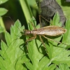 Trumpasparnė skerdblakė - Nabis limbatus | Fotografijos autorius : Vytautas Gluoksnis | © Macronature.eu | Macro photography web site