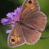 Meadow Brown - Maniola jurtina | Fotografijos autorius : Gintautas Steiblys | © Macronature.eu | Macro photography web site