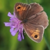 Meadow Brown - Maniola jurtina | Fotografijos autorius : Gintautas Steiblys | © Macronature.eu | Macro photography web site