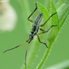 Meadow plant bug - Leptopterna dolabrata, nymph | Fotografijos autorius : Vidas Brazauskas | © Macronature.eu | Macro photography web site