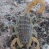 Mediterranean Checkered Scorpion - Aegaeobuthus gibbosus | Fotografijos autorius : Žilvinas Pūtys | © Macronature.eu | Macro photography web site