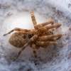 Mediterranean Spiny False Wolf Spider - Zoropsis spinimana ♀ | Fotografijos autorius : Žilvinas Pūtys | © Macronature.eu | Macro photography web site