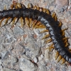 Mediterranean banded centipede - Scolopendra cingulata | Fotografijos autorius : Vitalijus Bačianskas | © Macronature.eu | Macro photography web site