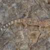 Viduržeminis gekonas - Hemidactylus turcicus | Fotografijos autorius : Žilvinas Pūtys | © Macronature.eu | Macro photography web site