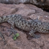 Mediterranean house gecko - Hemidactylus turcicus | Fotografijos autorius : Žilvinas Pūtys | © Macronature.eu | Macro photography web site