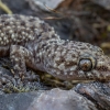 Mediterranean house gecko - Hemidactylus turcicus | Fotografijos autorius : Žilvinas Pūtys | © Macronature.eu | Macro photography web site