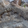 Mediterranean house gecko - Hemidactylus turcicus | Fotografijos autorius : Žilvinas Pūtys | © Macronature.eu | Macro photography web site