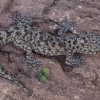 Mediterranean house gecko - Hemidactylus turcicus | Fotografijos autorius : Žilvinas Pūtys | © Macronature.eu | Macro photography web site