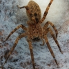 Mediterranean spiny false wolf spider - Zoropsis spinimana | Fotografijos autorius : Gintautas Steiblys | © Macronature.eu | Macro photography web site