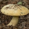 Melsvėjantysis šilbaravykis - Gyroporus cyanescens | Fotografijos autorius : Žilvinas Pūtys | © Macrogamta.lt | Šis tinklapis priklauso bendruomenei kuri domisi makro fotografija ir fotografuoja gyvąjį makro pasaulį.
