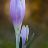 Merendera trigyna | Fotografijos autorius : Armen Seropian | © Macrogamta.lt | Šis tinklapis priklauso bendruomenei kuri domisi makro fotografija ir fotografuoja gyvąjį makro pasaulį.