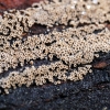 Paprastasis šimtaakis - Merismodes anomala | Fotografijos autorius : Ramunė Vakarė | © Macrogamta.lt | Šis tinklapis priklauso bendruomenei kuri domisi makro fotografija ir fotografuoja gyvąjį makro pasaulį.