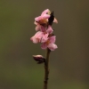 Mezereon - Daphne mezereum | Fotografijos autorius : Vidas Brazauskas | © Macronature.eu | Macro photography web site