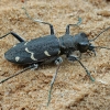 Miškinis šoklys - Cicindela sylvatica | Fotografijos autorius : Gintautas Steiblys | © Macrogamta.lt | Šis tinklapis priklauso bendruomenei kuri domisi makro fotografija ir fotografuoja gyvąjį makro pasaulį.
