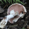 Miškinis pievagrybis - Agaricus sylvaticus | Fotografijos autorius : Vytautas Gluoksnis | © Macrogamta.lt | Šis tinklapis priklauso bendruomenei kuri domisi makro fotografija ir fotografuoja gyvąjį makro pasaulį.