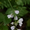 Miškinis vikis - Vicia sylvatica | Fotografijos autorius : Nomeda Vėlavičienė | © Macrogamta.lt | Šis tinklapis priklauso bendruomenei kuri domisi makro fotografija ir fotografuoja gyvąjį makro pasaulį.