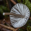 Milking bonnet - Mycena galopus | Fotografijos autorius : Žilvinas Pūtys | © Macronature.eu | Macro photography web site