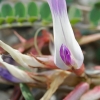 Milkvetch - Astragalus schizopterus | Fotografijos autorius : Gintautas Steiblys | © Macronature.eu | Macro photography web site