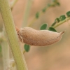 Milkvetch - Astragalus sp. | Fotografijos autorius : Gintautas Steiblys | © Macronature.eu | Macro photography web site