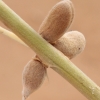 Milkvetch - Astragalus sp. | Fotografijos autorius : Gintautas Steiblys | © Macronature.eu | Macro photography web site