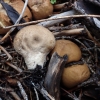 Minkštasis pumpotaukšlis - Lycoperdon molle | Fotografijos autorius : Vitalij Drozdov | © Macrogamta.lt | Šis tinklapis priklauso bendruomenei kuri domisi makro fotografija ir fotografuoja gyvąjį makro pasaulį.