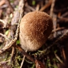 Minkštasis pumpotaukšlis - Lycoperdon molle | Fotografijos autorius : Vitalij Drozdov | © Macrogamta.lt | Šis tinklapis priklauso bendruomenei kuri domisi makro fotografija ir fotografuoja gyvąjį makro pasaulį.