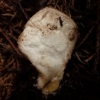 Minkštasis pumpotaukšlis - Lycoperdon molle | Fotografijos autorius : Vitalij Drozdov | © Macrogamta.lt | Šis tinklapis priklauso bendruomenei kuri domisi makro fotografija ir fotografuoja gyvąjį makro pasaulį.