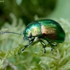 Mint Leaf Beetle - Chrysolina herbacea | Fotografijos autorius : Romas Ferenca | © Macronature.eu | Macro photography web site