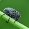 Minute Seed Weevil - Ceutorhynchus contractus | Fotografijos autorius : Vidas Brazauskas | © Macronature.eu | Macro photography web site