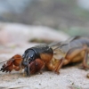Mole cricket - Gryllotalpa gryllotalpa | Fotografijos autorius : Agnė Našlėnienė | © Macronature.eu | Macro photography web site