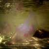 Paprastoji medūza - Aurelia aurita | Fotografijos autorius : Aivaras Markauskas | © Macrogamta.lt | Šis tinklapis priklauso bendruomenei kuri domisi makro fotografija ir fotografuoja gyvąjį makro pasaulį.
