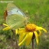 Pelkinis gelsvys - Colias palaeno ir kalninė arnika - Arnica montana | Fotografijos autorius : Giedrius Švitra | © Macronature.eu | Macro photography web site