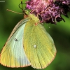 Moorland clouded yellow - Colias palaeno | Fotografijos autorius : Ramunė Vakarė | © Macronature.eu | Macro photography web site