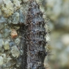 Morning-glory Plume moth - Emmelina monodactyla (pupa) | Fotografijos autorius : Vidas Brazauskas | © Macronature.eu | Macro photography web site