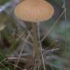 Moss Bell - Galerina sp. | Fotografijos autorius : Žilvinas Pūtys | © Macronature.eu | Macro photography web site