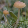 Moss Bell - Galerina sp. | Fotografijos autorius : Žilvinas Pūtys | © Macronature.eu | Macro photography web site