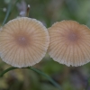 Moss Bell - Galerina sp. | Fotografijos autorius : Žilvinas Pūtys | © Macronature.eu | Macro photography web site