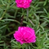 Moss-rose Purslane - Portulaca grandiflora | Fotografijos autorius : Nomeda Vėlavičienė | © Macronature.eu | Macro photography web site