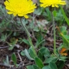 Mouse-ear hawkweed - Pilosella officinarum | Fotografijos autorius : Gintautas Steiblys | © Macronature.eu | Macro photography web site