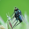 Ilgakojė muselė - Chrysotus laesus | Fotografijos autorius : Vidas Brazauskas | © Macrogamta.lt | Šis tinklapis priklauso bendruomenei kuri domisi makro fotografija ir fotografuoja gyvąjį makro pasaulį.