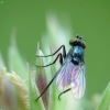 Ilgakojė muselė - Chrysotus laesus | Fotografijos autorius : Vidas Brazauskas | © Macrogamta.lt | Šis tinklapis priklauso bendruomenei kuri domisi makro fotografija ir fotografuoja gyvąjį makro pasaulį.