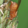 Musė | Fotografijos autorius : Gintautas Steiblys | © Macrogamta.lt | Šis tinklapis priklauso bendruomenei kuri domisi makro fotografija ir fotografuoja gyvąjį makro pasaulį.