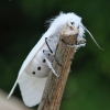 Muslin moth - Diaphora mendica ♀ | Fotografijos autorius : Vytautas Gluoksnis | © Macrogamta.lt | Šis tinklapis priklauso bendruomenei kuri domisi makro fotografija ir fotografuoja gyvąjį makro pasaulį.