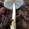  Gelsvarudė musmirė - Amanita fulva  | Fotografijos autorius : Gintautas Steiblys | © Macrogamta.lt | Šis tinklapis priklauso bendruomenei kuri domisi makro fotografija ir fotografuoja gyvąjį makro pasaulį.