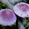 Pilkalakštė plaušabudė - Inocybe geophylla var. lilacina | Fotografijos autorius : Romas Ferenca | © Macrogamta.lt | Šis tinklapis priklauso bendruomenei kuri domisi makro fotografija ir fotografuoja gyvąjį makro pasaulį.