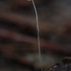 Mycena capillaris arba M. polyadelpha ? | Fotografijos autorius : Gintautas Steiblys | © Macrogamta.lt | Šis tinklapis priklauso bendruomenei kuri domisi makro fotografija ir fotografuoja gyvąjį makro pasaulį.